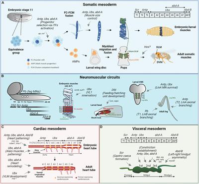 Hox Proteins in the Regulation of Muscle Development